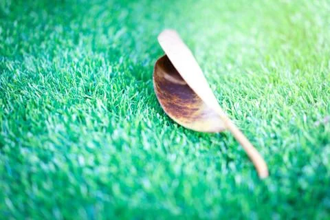The leaves fall on the grass in the park. Stock Photos