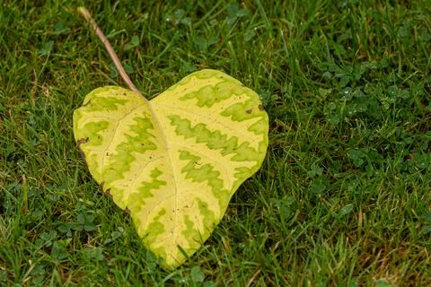 Leaves fall to the ground, autumn is here Stock Photos