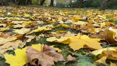 Leaves fall to the ground Stock-Footage 225937676