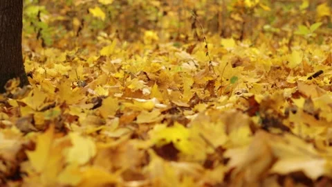 Leaves fall to the ground from a tree in autumn on a sunny day in sunlight, y Stock Footage 164151419