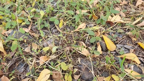 Leaves fall on the ground in the village Stock Footage 339764953