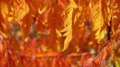 Leaves fall HD Stock Footage 32395530