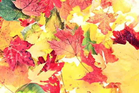 Leaves - fall leaf background texture Foto stock