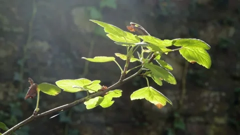 Leaves in fall light Stock Footage 218103845