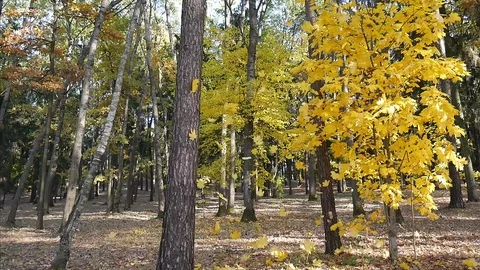 Leaves fall from a maple. 스톡 동영상 117098447