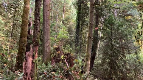 Leaves Fall in Mossy Forest in PNW Stock Footage 292703306