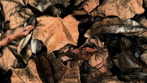 Leaves in the Fall Outdoors Stock Photos