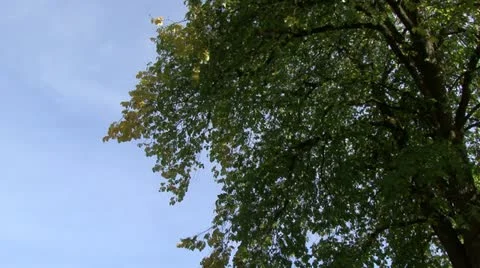 Leaves in fall at park in Washington State Video stock 11223080