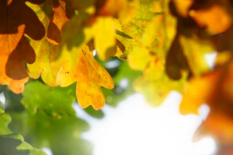 Leaves in fall Foto stock