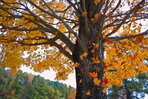 Leaves of fall Stock Photos