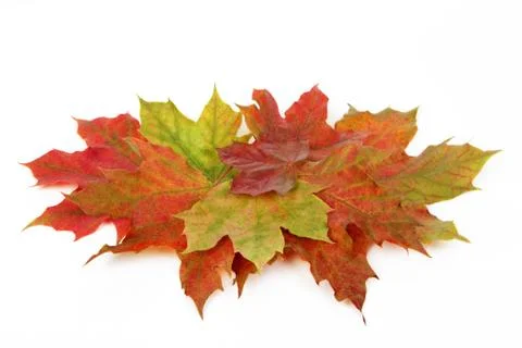 Leaves, fall Stock Photos