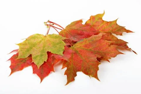 Leaves, fall Stock Photos