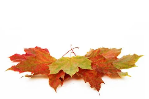 Leaves, fall Stock Photos
