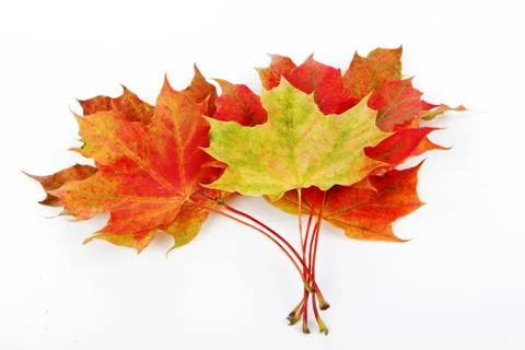 Leaves, fall Stock Photos