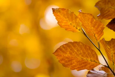 Leaves, fall Stock Photos