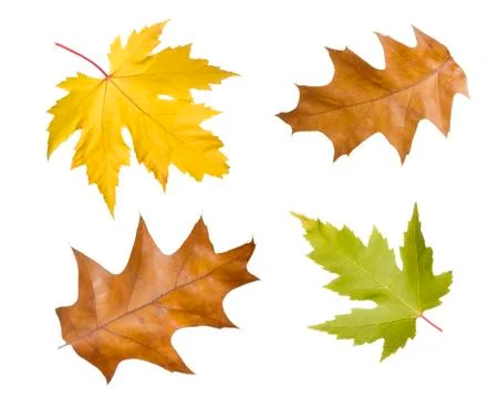 Leaves, fall Stock Photos