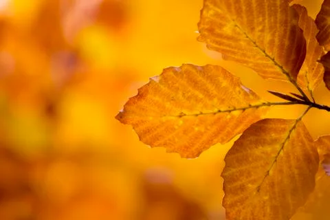 Leaves, fall Stock Photos
