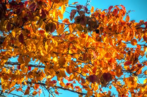 Leaves in the Fall Stock Photos