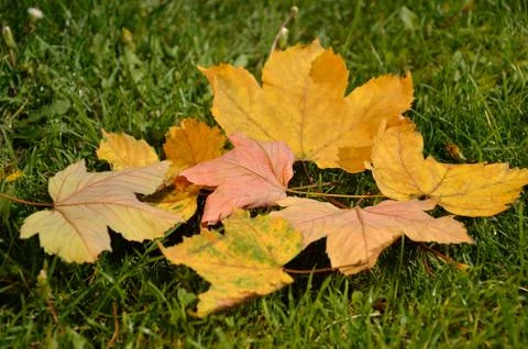 Leaves in fall Stock Photos