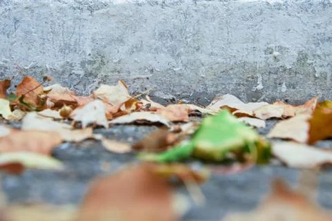 Leaves in the fall Stock Photos