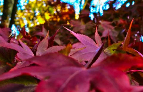 Leaves in fall Stock Photos
