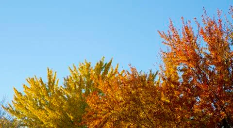 Leaves of fall Stock-Fotos