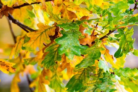 Leaves at the Fall Stock Photos