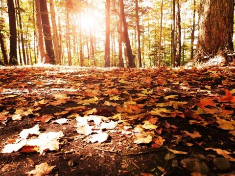 Leaves in the Fall Foto stock