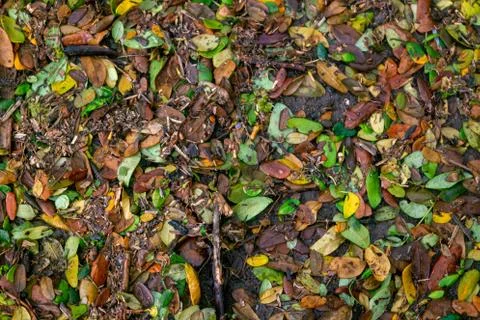 Leaves fall in puddles when the rainy season arrives Stock Photos