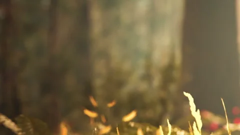 Leaves fall quietly in a forest during autumn sunset Stock Footage 339870239