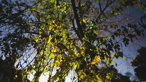 Leaves fall like rain from the canopy of a tree Stock Footage 155079053