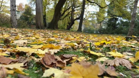 Leaves fall into slow moiton Stock-Footage 224882331
