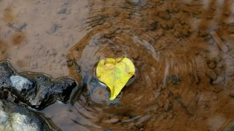Leaves fall slowly over a puddle of clear water Stock Footage 272740563