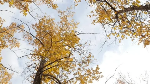Leaves fall in slowmotion from the tree tops in autumn. Stock Footage 55654079