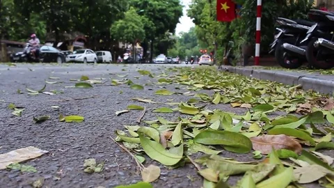 Leaves fall on the street Stock Footage 78215180