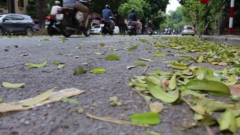 Leaves fall on the street Stock Footage 78215219