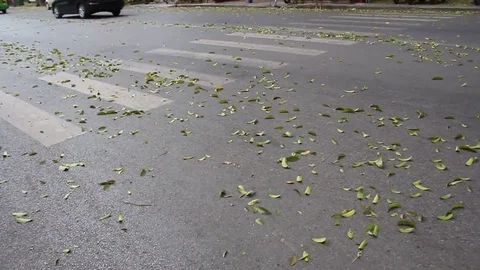 Leaves fall on the street Stock Footage 78216511
