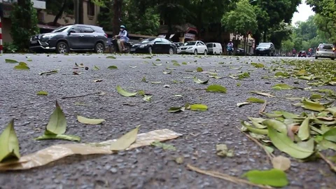 Leaves fall on the street Stock Footage 78216761