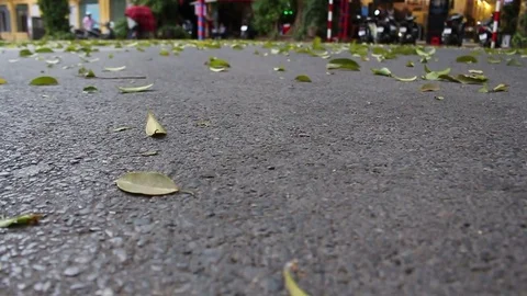 Leaves fall on the street Stock Footage 78216772