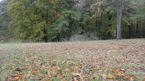 Leaves fall from their trees in the Fall Stock Footage 44446639