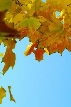 Leaves fall from the tree in autumn. Background with place for text. Stock Photos