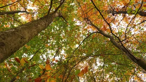 Leaves fall from the tree in autumn in a beech forest Stock Footage 220197208
