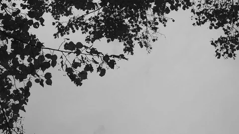 Leaves fall from a tree in autumn black and white Stock Footage 82367134