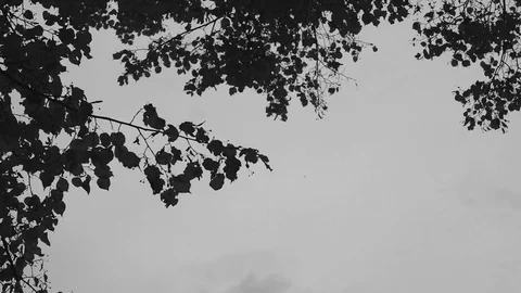 Leaves fall from tree in autumn black and white Stock Footage 82370090