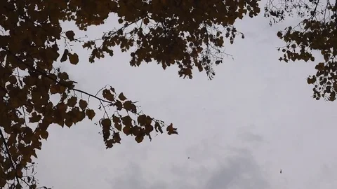 Leaves fall from tree in autumn Stock Footage 82366434
