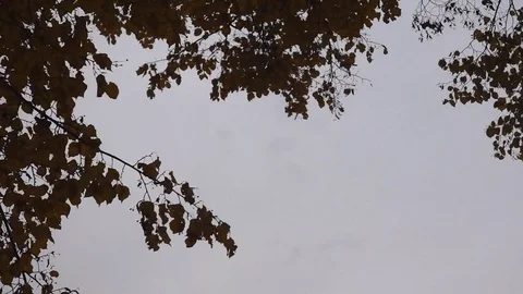 Leaves fall from a tree in autumn 스톡 동영상 82368879