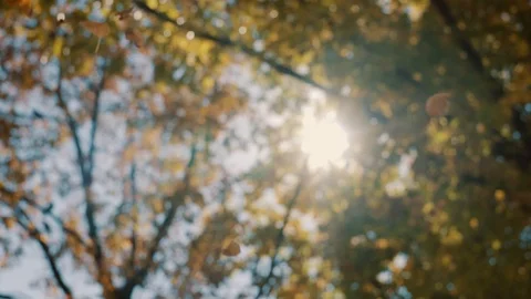 Leaves fall from a tree in autumn Stock Footage 96415828