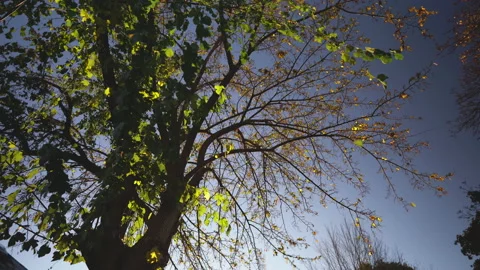 Leaves fall from a tree in autumn Stock Footage 155078860