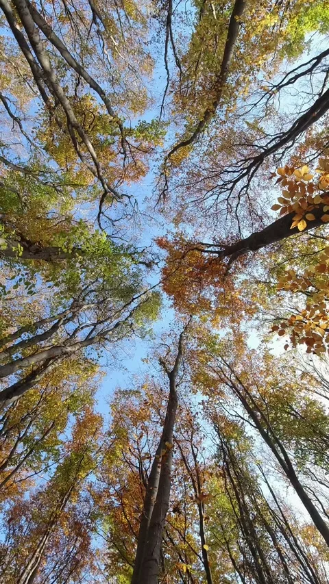 Leaves fall from a tree in the autumn forest. Vertical Video Stock Footage 258693832
