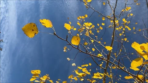 Leaves fall from trees in a park under a clear blue sky during autumn Stock Footage 340461646